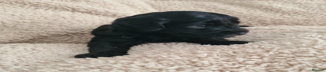 ❤️ Roan Markings -Red Collar Girl – The Smallest and Sweetest of the Litter ❤️