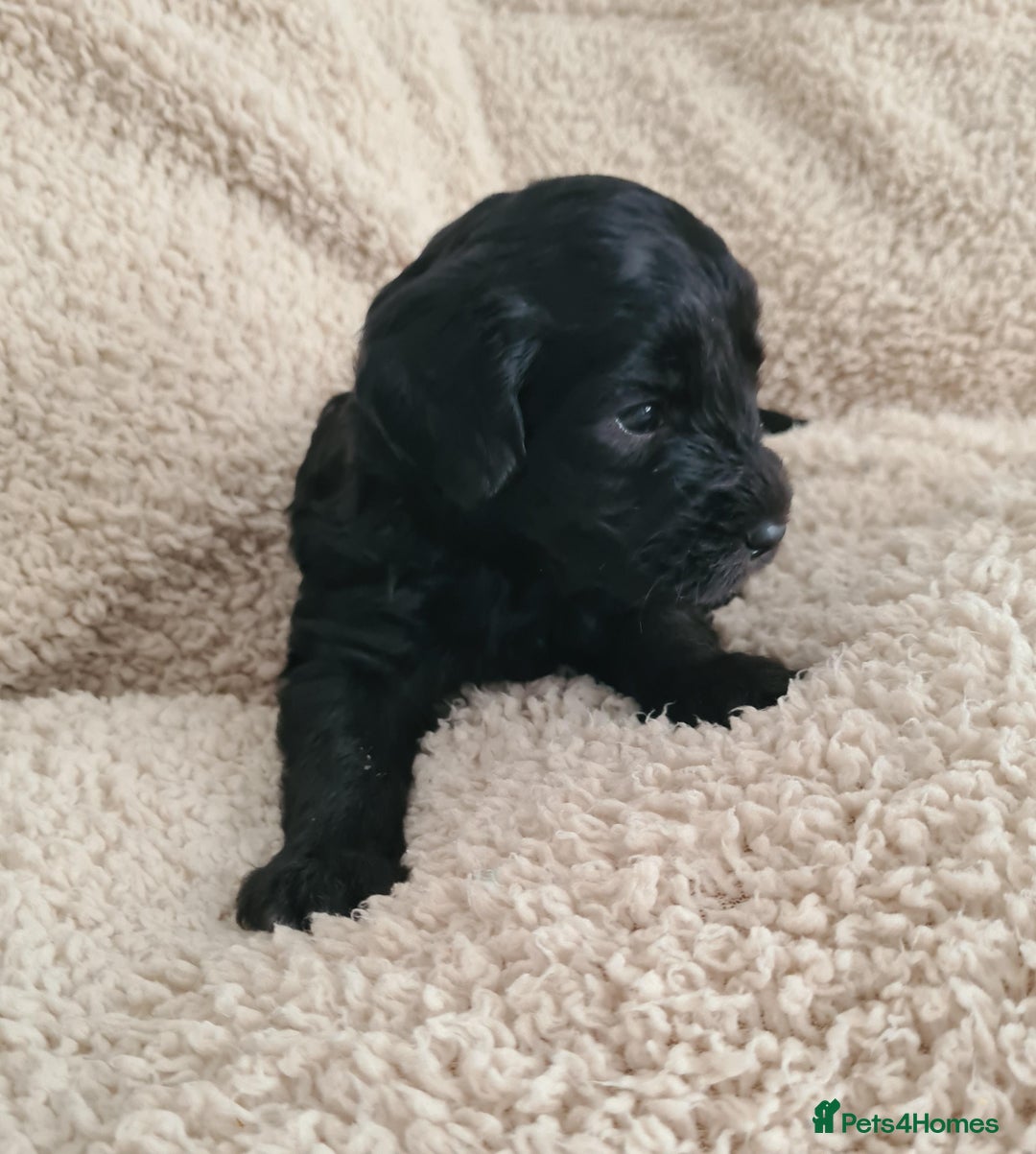 Labradoodle dogs for sale: Rare Roan Ebony Tiny/Mini Labradoodlese Puppies  - Image 21
