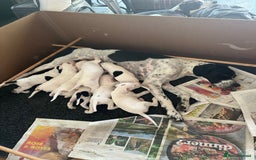 Pointer dogs for sale: KC reg Pointer Puppies - Image 17