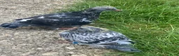 Pigeons birds for sale: 2 young birds  - Advert 1