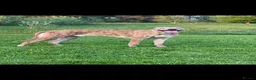 Lurcher dogs for sale: Bull grey kelpie collie saluki whippet  - Advert 7