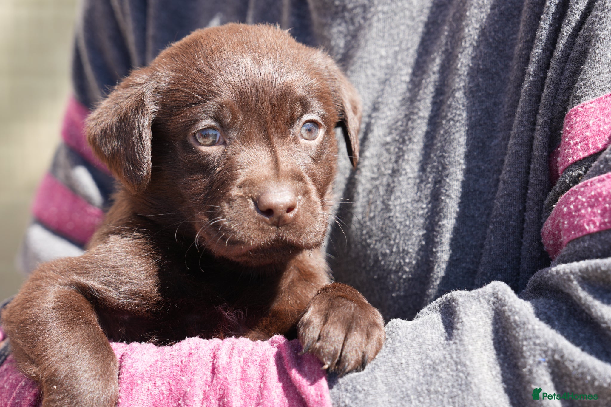 Labrador Retriever dogs Chocolate Labrador puppies Kc reg health tested - Advert 3