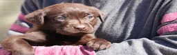 Labrador Retriever dogs for sale: Chocolate Labrador puppies Kc reg health tested - Advert 1