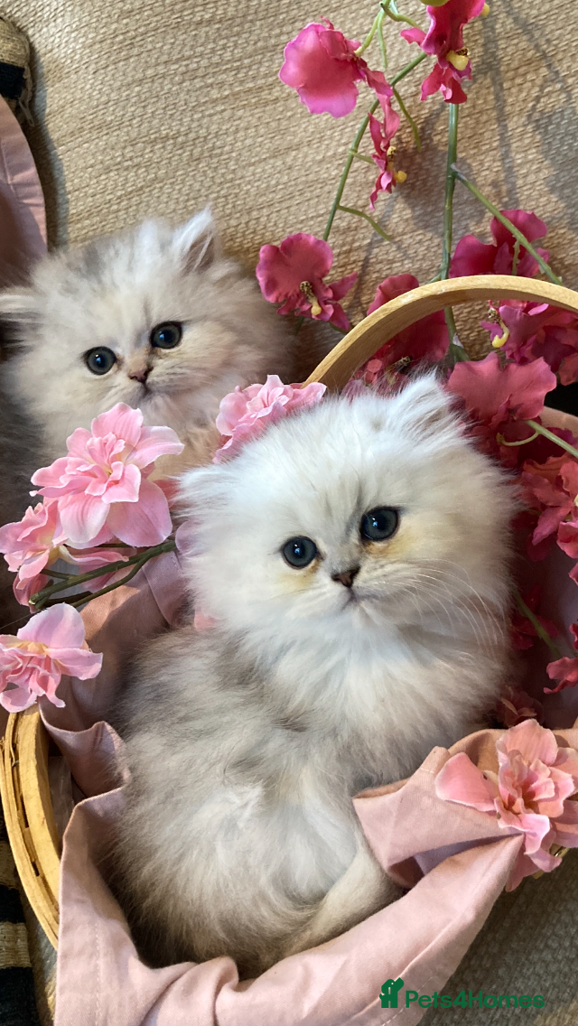 Persian cats Pedigree Persian chinchilla kittens - Advert 1