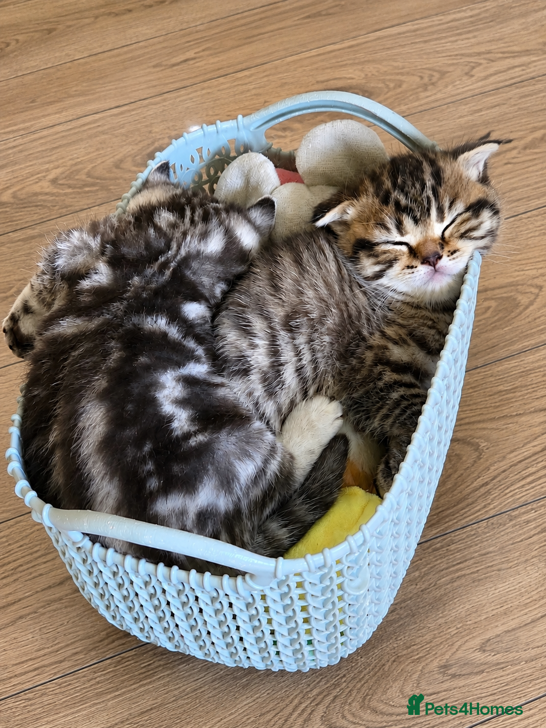 Scottish Fold cats for sale: Scottish Fold/Straight Kittens For Sale  - Advert 5