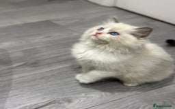 Ragdoll cats for sale: Stunning Ragdoll Boy - Image 1