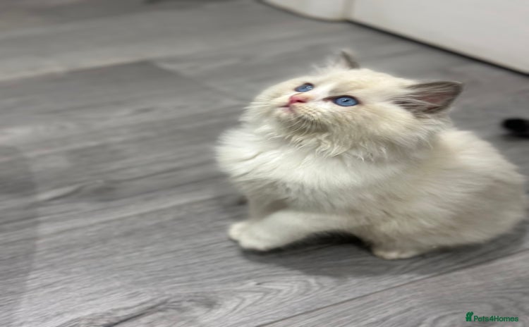 Ragdoll cats - Advert 1