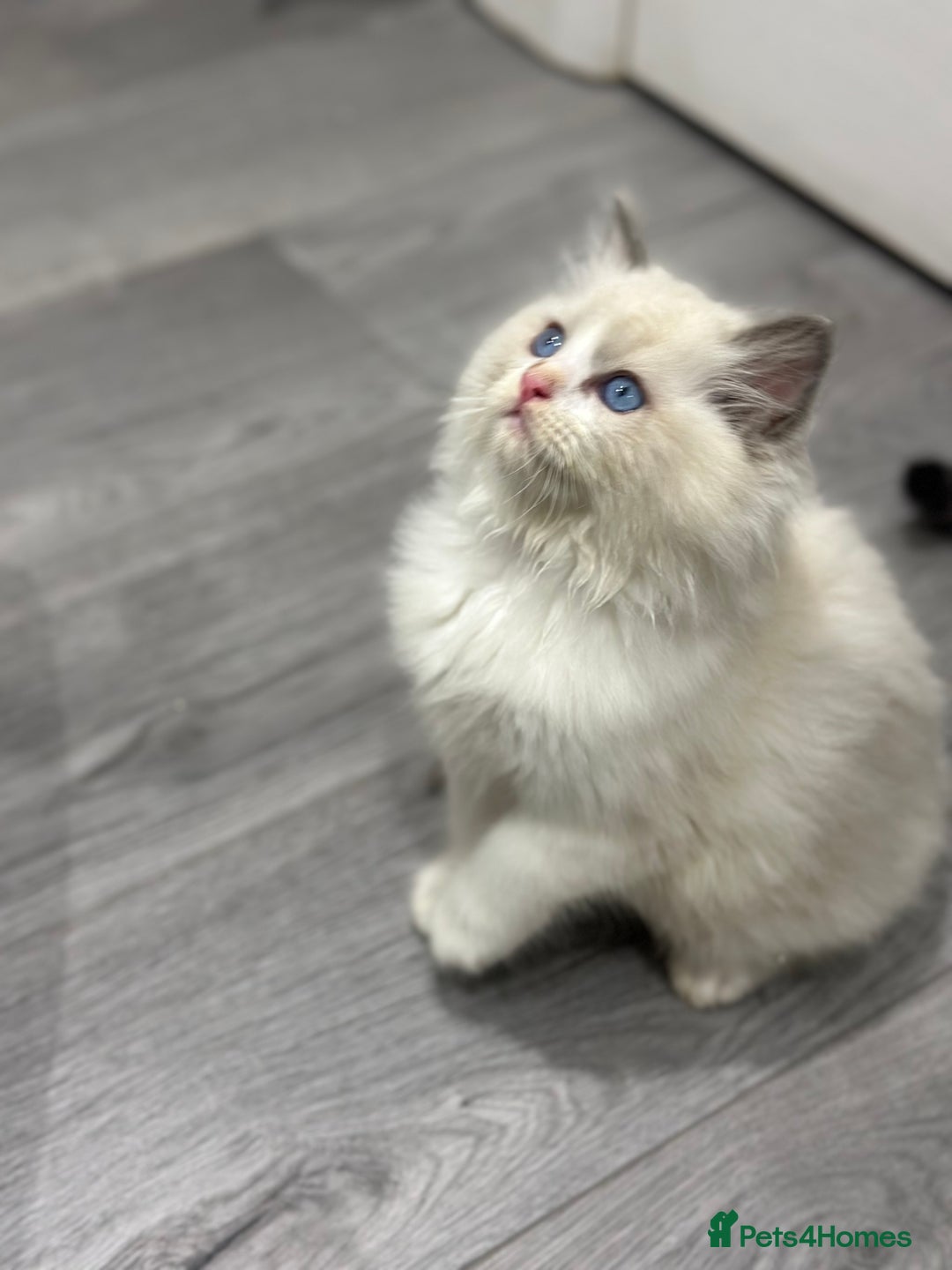 Ragdoll cats for sale: Stunning Ragdoll Boy - Image 1