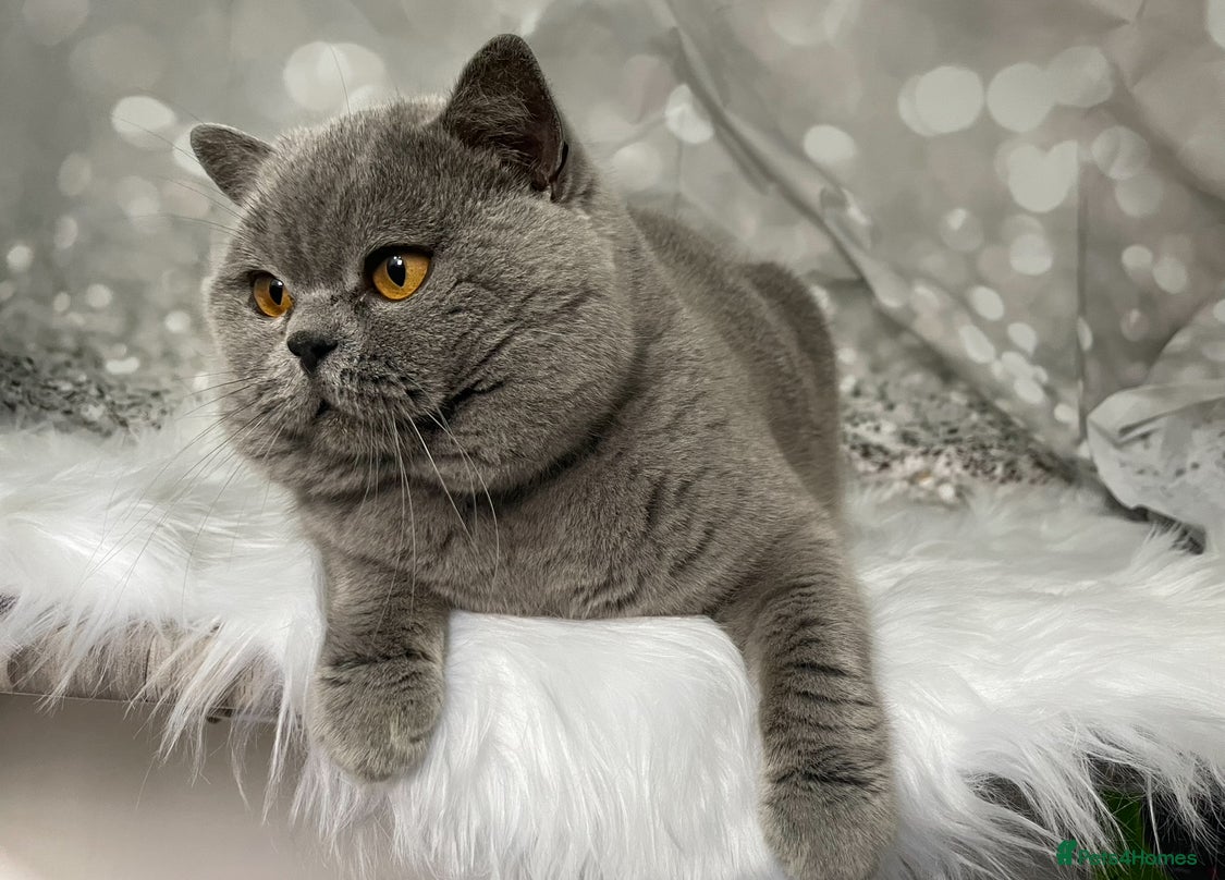 British Shorthair cats 👑🏆 CHAMPION BRED PROVEN  BLUE STUD 👑🏆  in Derby - Advert 23