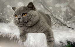 British Shorthair cats for stud: 👑🏆 CHAMPION BRED PROVEN  BLUE STUD 👑🏆  in Derby - Image 1