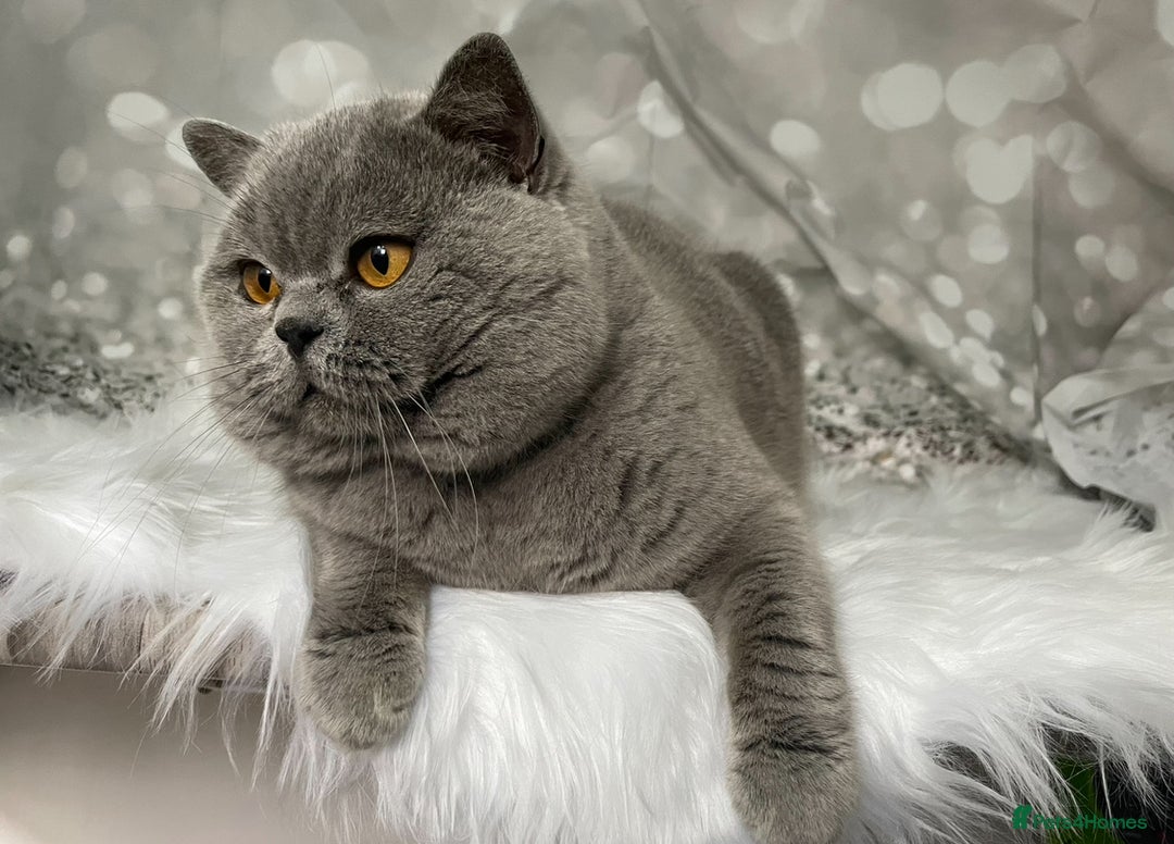 British Shorthair cats for stud: 👑🏆 CHAMPION BRED PROVEN  BLUE STUD 👑🏆  in Derby - Image 1