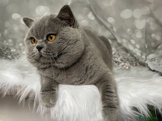 British Shorthair cats in Derby - Advert 4