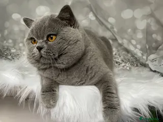 British Shorthair cats 👑🏆 CHAMPION BRED PROVEN BLUE STUD 👑🏆 in Derby - Advert 6
