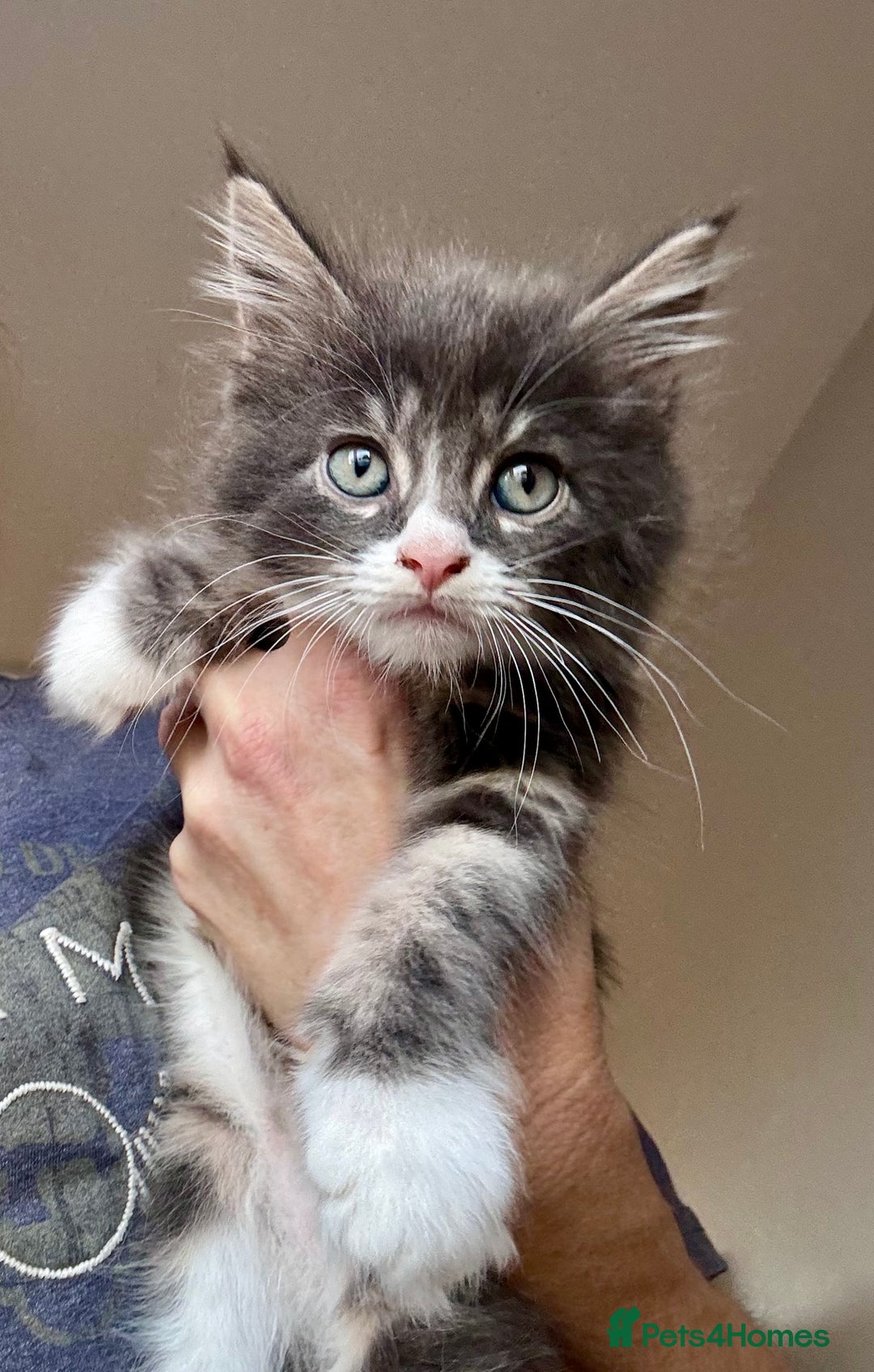 Mixed Breed cats for sale: 3/4 Maine Coon 1/4 ragdoll kittens ready - Advert 1