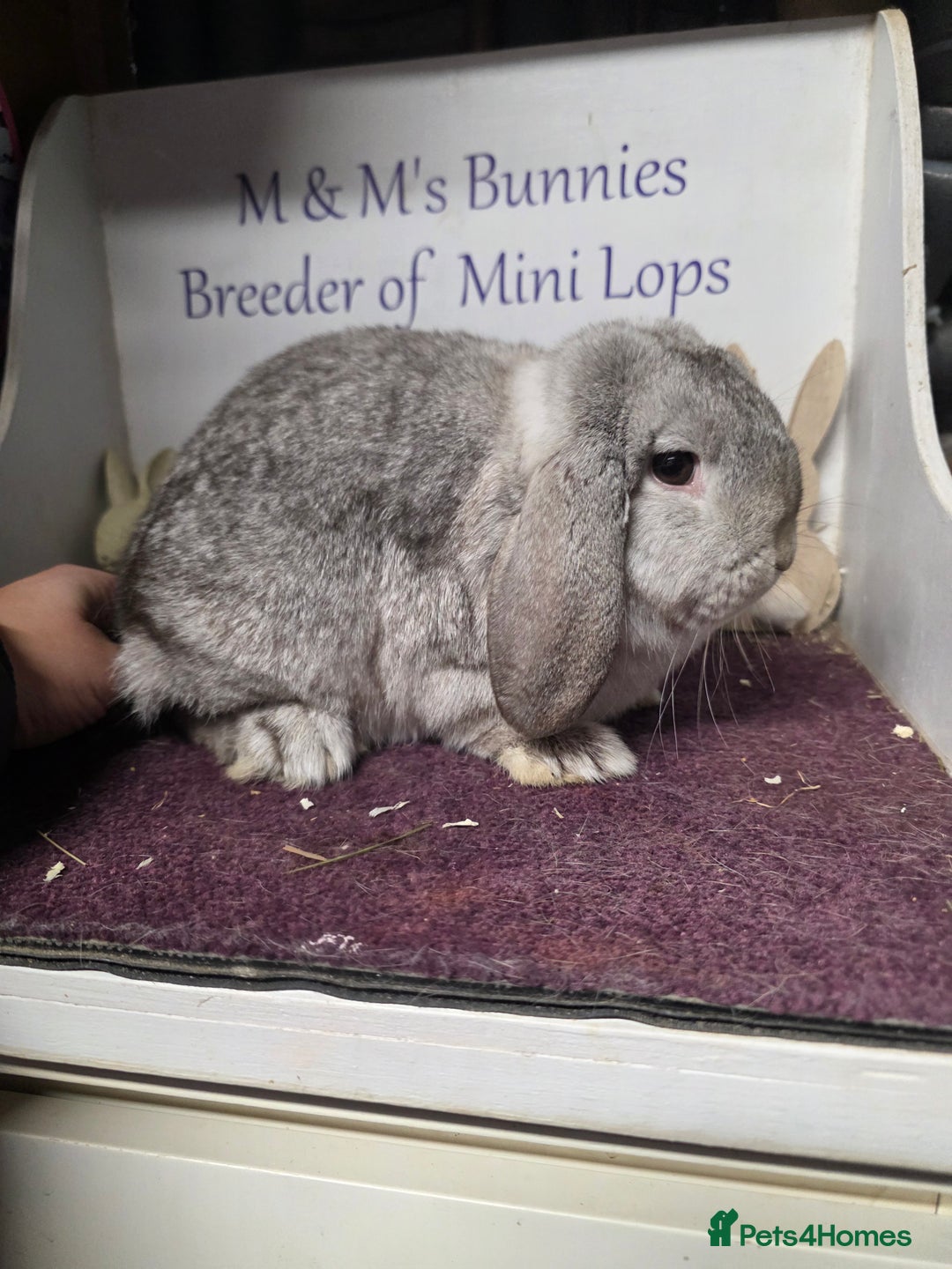 Mini Lop rabbits for sale: Mini Lop Chocolate Chinchilla Doe - Advert 3