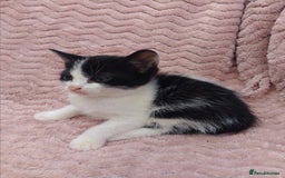 Mixed Breed cats for sale: 3 adorable mixed kittens - Image 4
