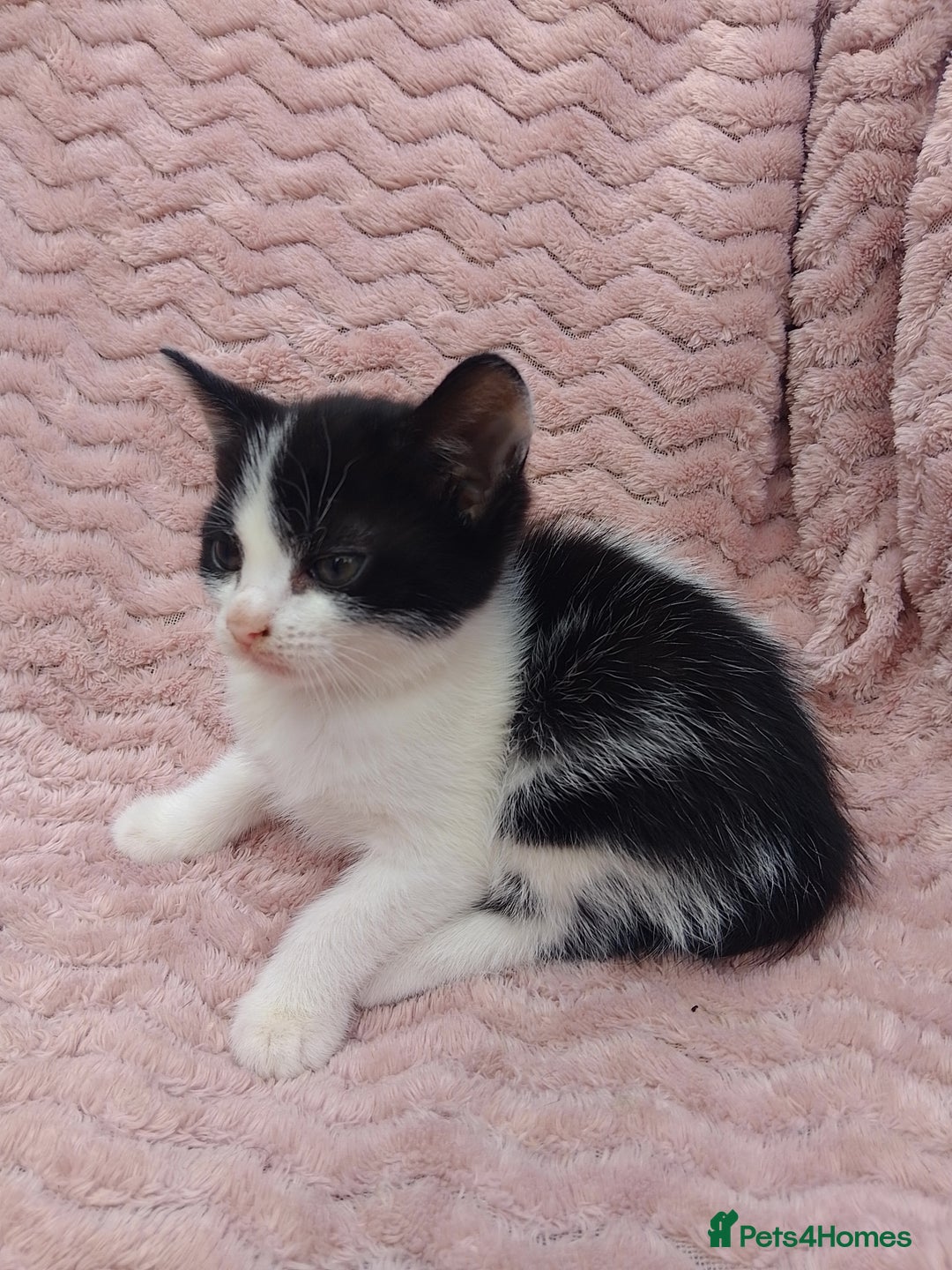 Mixed Breed cats for sale: 3 adorable mixed kittens - Image 4