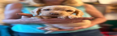 Cocker Spaniel 8