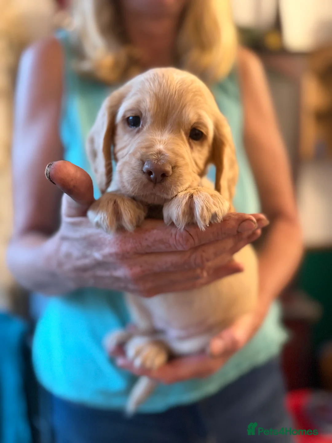 Cocker Spaniel dogs for sale: KC working cocker spanial - Advert 2