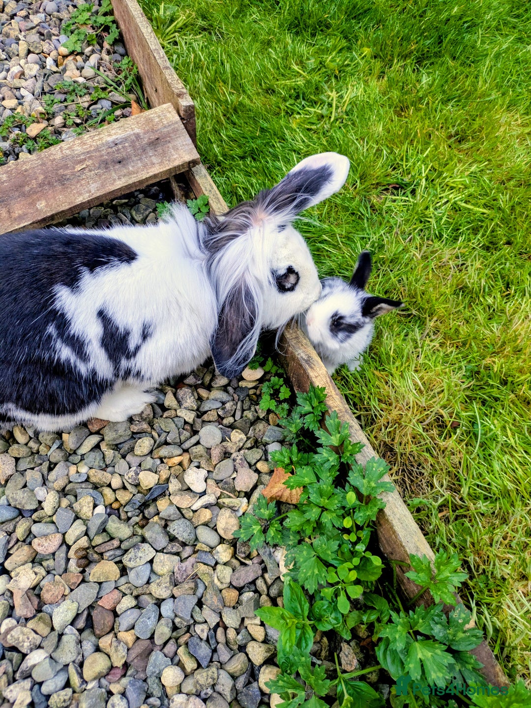 Mini Lion Lop rabbits for sale: Mini Lion lop bunnies - Image 4