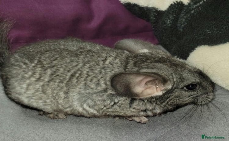 Chinchilla rodents - Advert 4