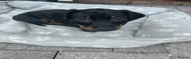 Dachshund Puppy 1