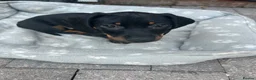 Dachshund dogs for sale:     Adorable Puppy Looking for a Loving Home - Advert 13
