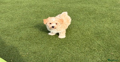 Poochon dogs - Advert 2