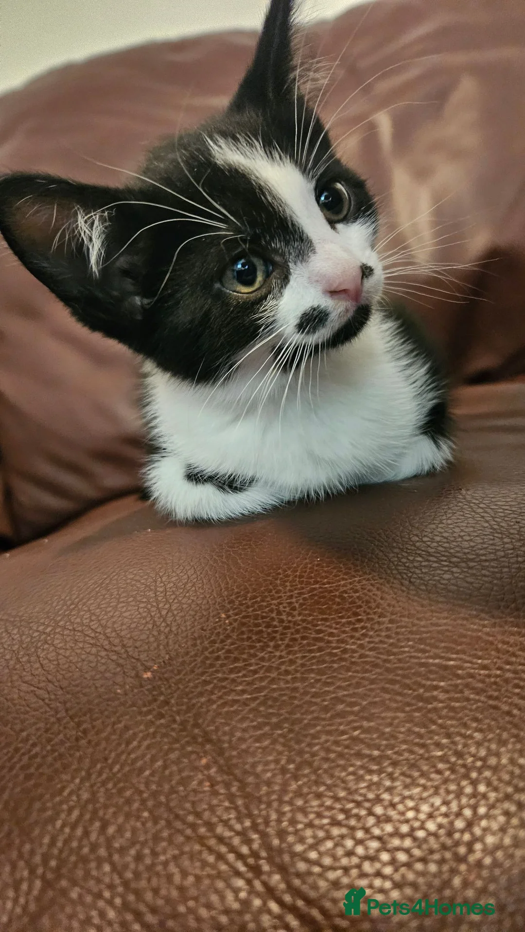 Mixed Breed cats for sale: 4 Beautiful Mixed-Breed Kittens - Advert 2