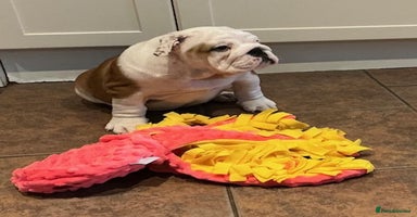 English Bulldog dogs - Advert 3