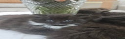 Persian cats for sale: Adorable half perian kittens available now,  - Advert 9