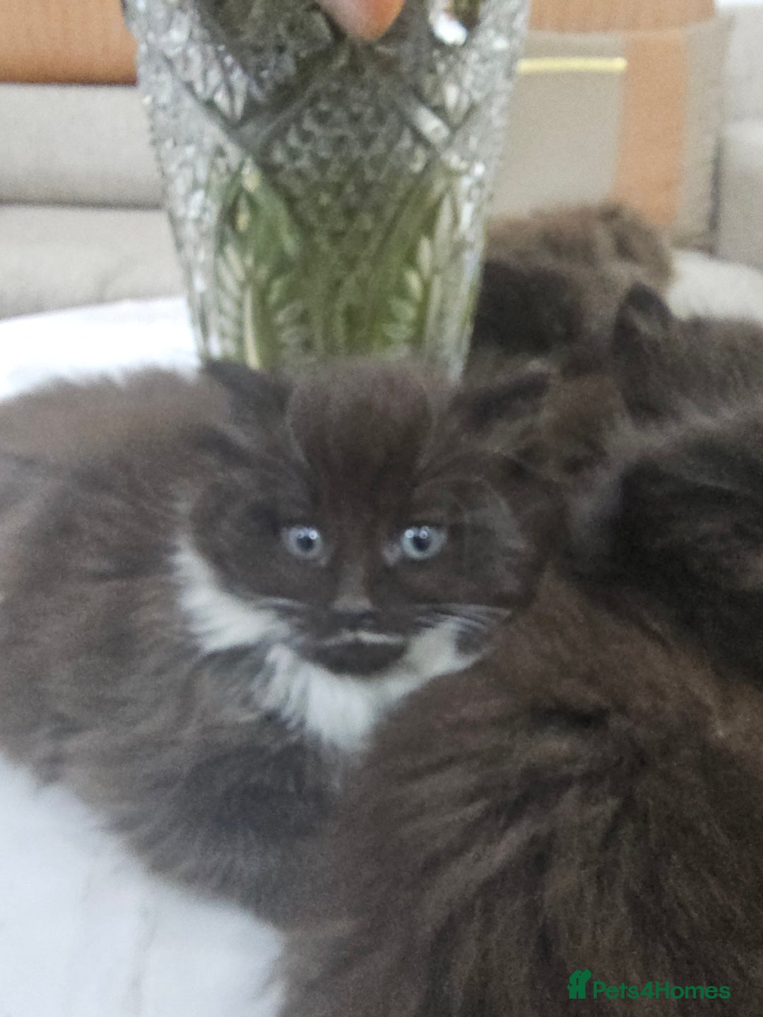 Persian cats for sale: Adorable half perian kittens available now,  - Advert 9