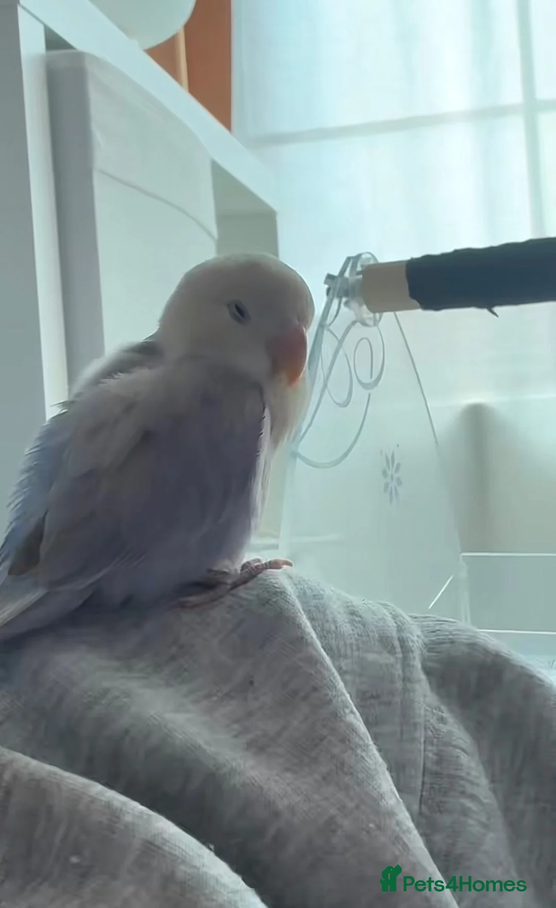 Lovebirds birds for sale: Beautiful blue lovebird 🫐🤍 - Advert 6