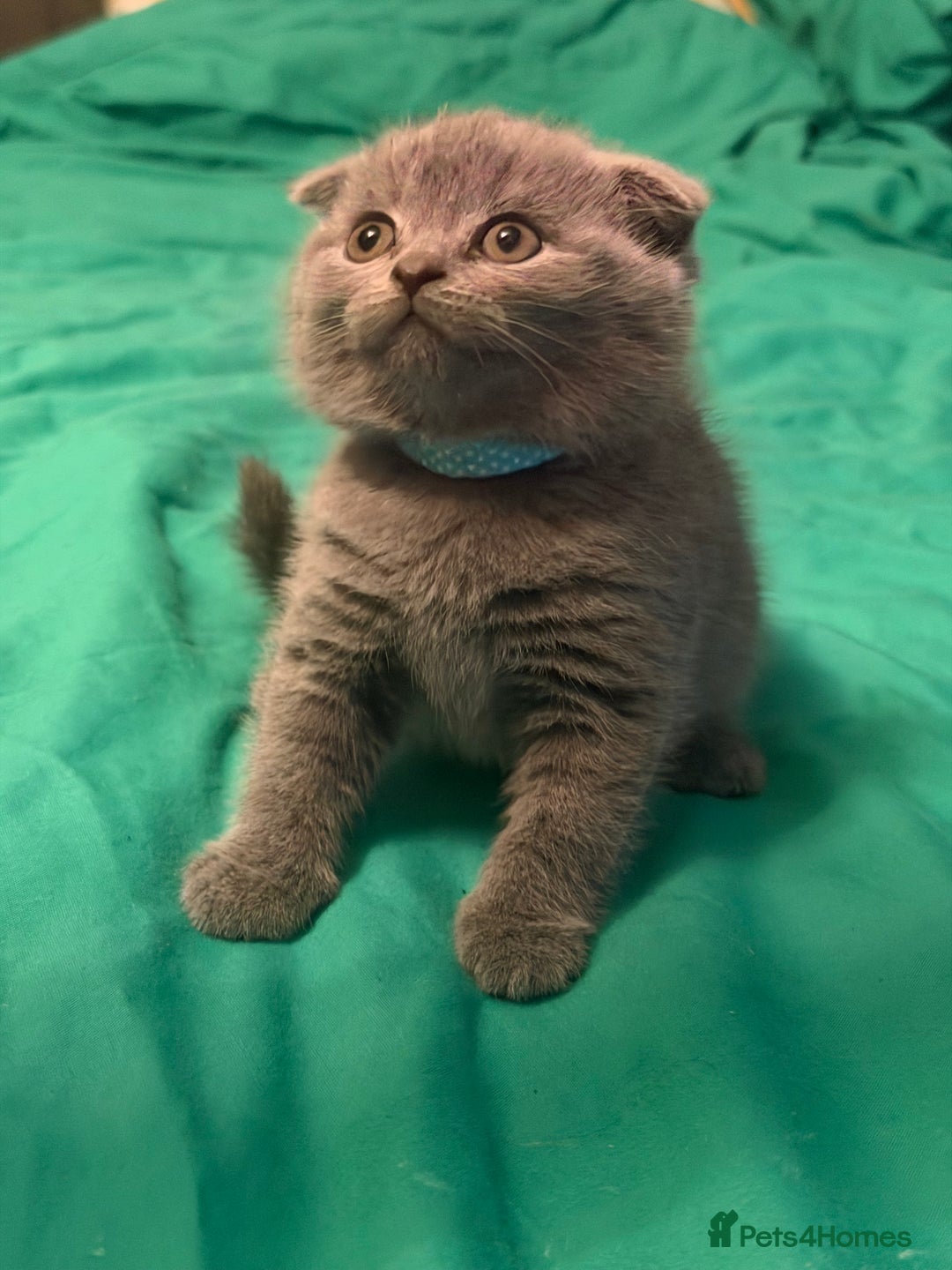 Scottish Fold cats for sale: Scottish fold kittens - Advert 1