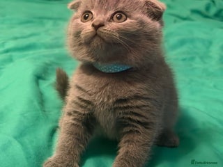 Scottish Fold cats Scottish fold kittens - Advert 2