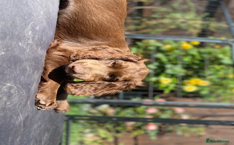 Cocker Spaniel dogs - Advert 1