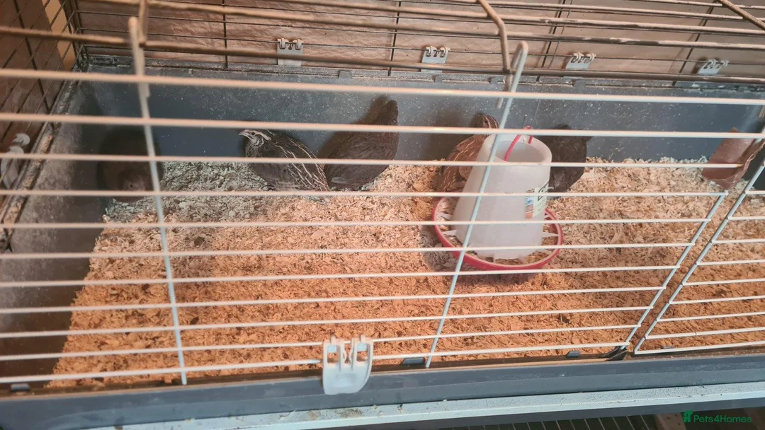 Quail poultry for sale: Coturnix Quail for Sale - Advert 2