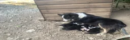 Border Collie dogs for sale: Farm bred border collie puppies - Advert 3