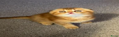 Scottish Fold Kitten 1
