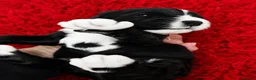 Cockapoo dogs for sale: Black and white tuxedo puppies  - Advert 2