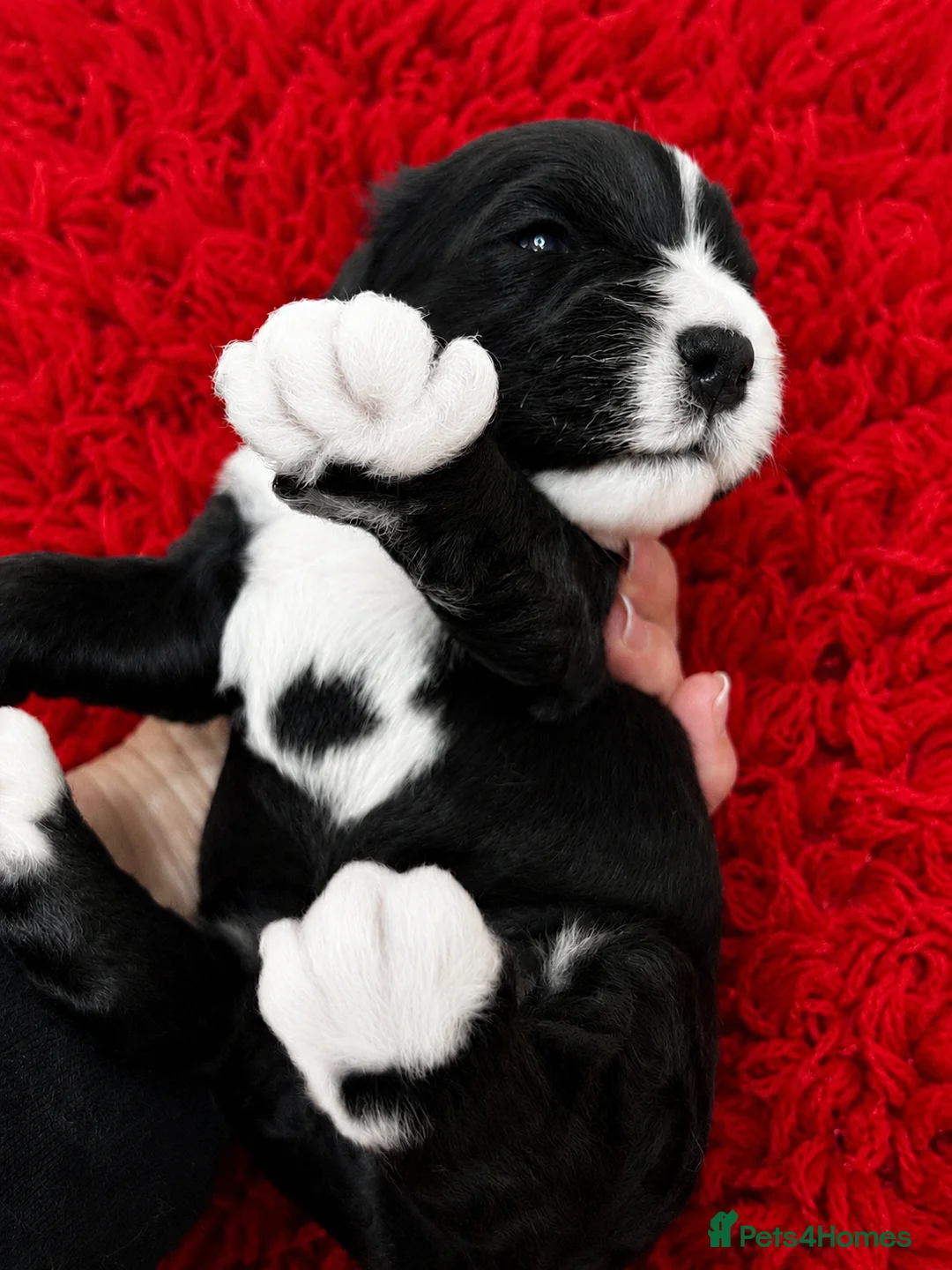 Cockapoo dogs for sale: Black and white tuxedo puppies  - Advert 2