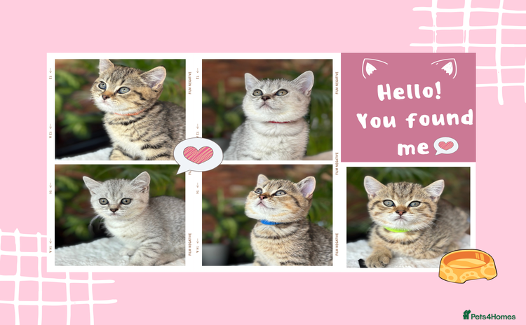British Shorthair cats - Advert 11
