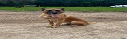 Belgian Shepherd Dog dogs for sale: Pure Malinois - Joefarm lines Female only left - Advert 8