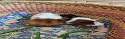 Guinea Pig rodents for sale: Beautiful baby guinea pigs - Advert 9