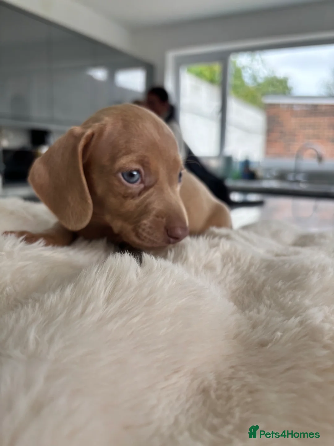 Miniature Dachshund dogs for sale: 6 beautiful baby’s ready soon  in Wingate - Advert 12