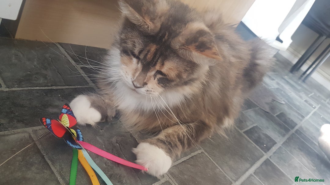 Maine Coon cats for sale: Tica Pedigree Blue Tortoishell Female Maine Coon  - Image 5