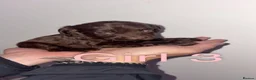 Cockapoo dogs for sale: Beautiful cockapoo puppies  in Darlington - Advert 6