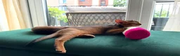 Abyssinian cats for sale: Last Girl 🎀 Ready to Go! - Advert 17