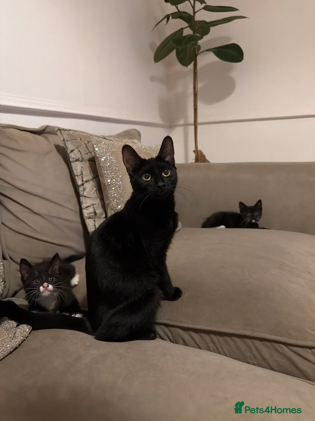 Mixed Breed cats for sale: 4 beautiful tuxedo cats for sale £100 each  in Enfield - Advert 2