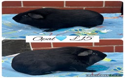 Guinea Pig rodents for sale: Guinea pig boars  - Image 26